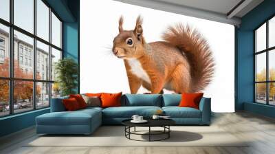 a squirrel isolated on a white background Wall mural