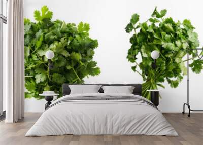 Cilantro vegetable food ingridient cutout png transparent background
 Wall mural