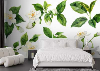 Collection of jasmine flowers watercolor cutout png isolated on white or transparent background
 Wall mural