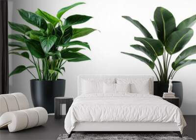 Collection of modern house plant with black pot cutout png isolated on white or transparent background Wall mural