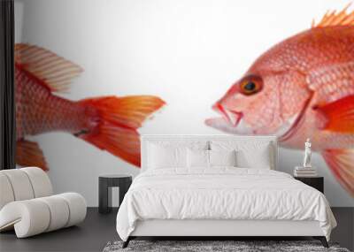 Collection of red snapper fish isolated on white or transparent background
 Wall mural