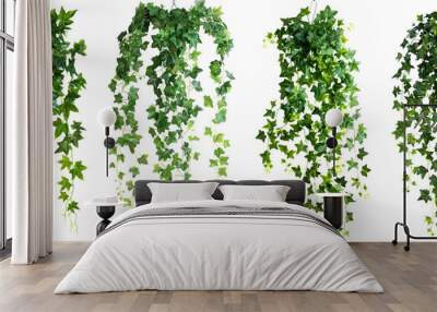 hanging ivy plant bush foliage isolated on white or transparent background png cutout clipping path Wall mural