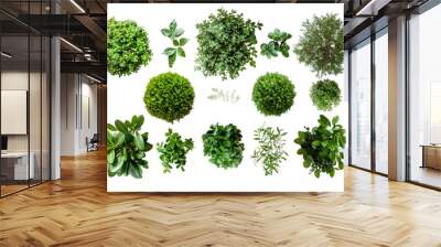 Set of green bush plant isolated on white or transparent background png cutout
 Wall mural