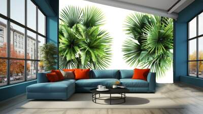 set of palm plants aerial view isolated on white or transparent background cutout png clipping path
 Wall mural