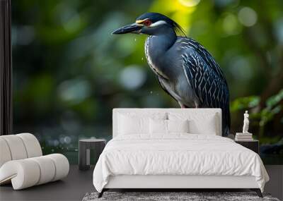 Amazon Black-crowned Night Heron standing in shallow water, its distinctive plumage and long legs visible Wall mural