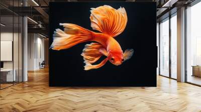 betta fish with black background Wall mural