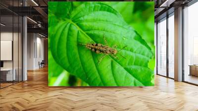 Bug on a leaf Wall mural