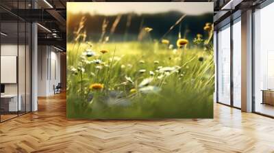 Meadow with many white spring daisies with late afternoon sun light Wall mural