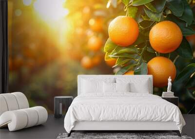 Orange grove with many oranges growing on trees in the sunshine, new harvest Wall mural