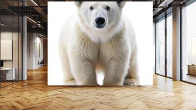 polar bear ursus maritimus portrait full body , isolated on white background Wall mural