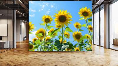 Towering sunflowers reaching towards the clear blue summer sky Wall mural