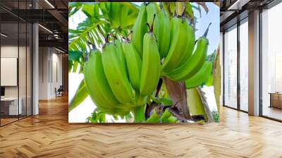 Unripe Banana with the tree closeup view Wall mural