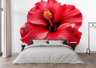 Vibrant Red Hibiscus Blossom Flourishing Under Bright Sunlight on a Warm Summer Afternoon on White or PNG Transparent Background. Wall mural