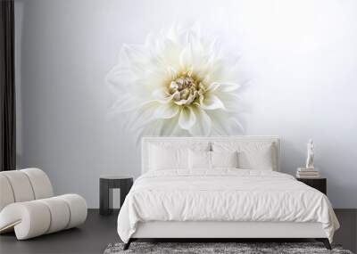 white chrysanthemum flower Wall mural