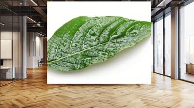 Avocado leaf isolated on a white Wall mural