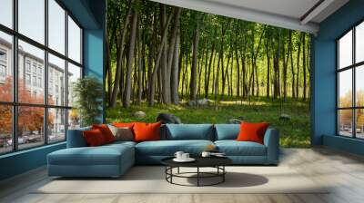 bamboo forest in the morning Wall mural