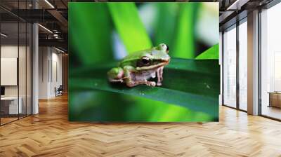 frog on leaf Wall mural