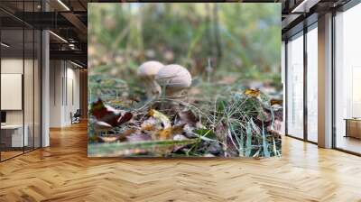 Two Group of rain mushrooms (Lycoperdon puffball mushrooms) grow in an autumn forest clearing Wall mural