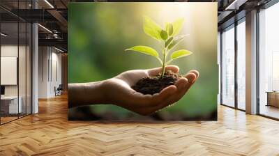 plant in hands with some soil Wall mural