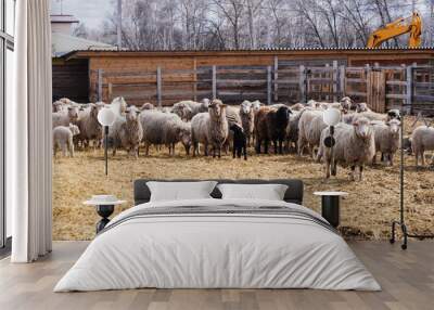 Flock of sheep in an open stall in the farm Wall mural