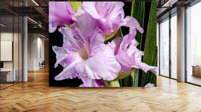 Blooming Gladiolus Blue Beauty on a black background Wall mural