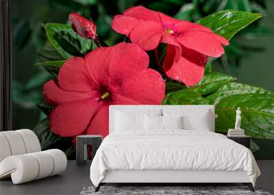 Blooming red impatiens hawkeri flowers on a green background Wall mural