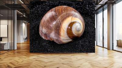 Ryssota ovum Seashell on a black sand background Wall mural