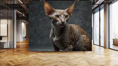 Portrait of a Curious Cornish Rex Cat Wall mural