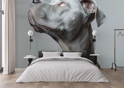 Portrait of a Weimaraner Looking Up Wall mural