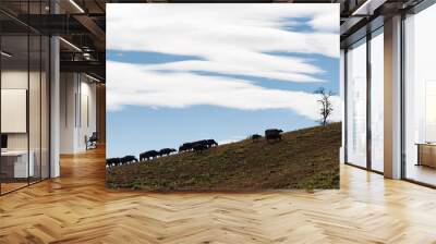 Herd of buffalo grazing on hill and blue sky in rural Wall mural