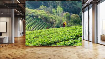 Strawberry platation mountain stairs and gardener carrying a bas Wall mural