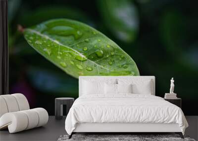 Water drop on green tropical plant leaf Wall mural