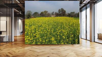 field of yellow flowers Wall mural