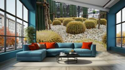 Golden barrel cactus or Echinocactus grusonii plant group in a tropical garden. Wall mural