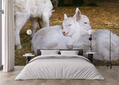 Baby goats sleeping on a hay on animal farm. Wall mural