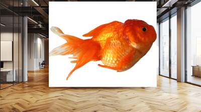 goldfish Wall mural