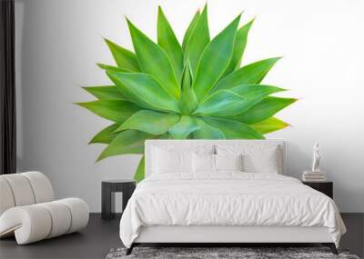 Agave cactus plant green tone color natural isolated white abstract pattern background - Agave attenuata, Fox Tail Agave Plant Isolated on White Background Wall mural