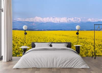 Bright yellow mustard field snowy mountain in the background Wall mural