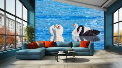 Three swans swiming together in calm blue water - Black and White swan - Black and White swan with reflection on water  Wall mural