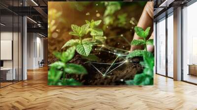 A hand is planting a small green plant in the dirt Wall mural