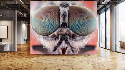 fly macro insect nature animal eye bug close small wildlife head portrait color sharp Wall mural