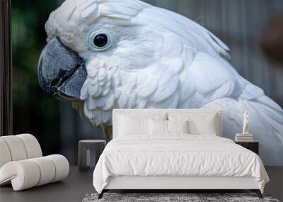 The white cockatoo (Cacatua alba), also known as the umbrella cockatoo, is a medium-sized all-white cockatoo endemic to tropical rainforest on islands of Indonesia. Wall mural