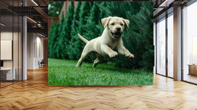 very cute Labrador puppy Wall mural