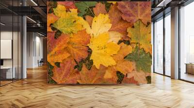 Colorful background of fallen autumn leaves Wall mural