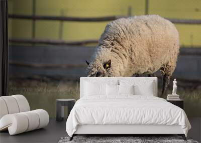 sheep with lamb on farm Wall mural