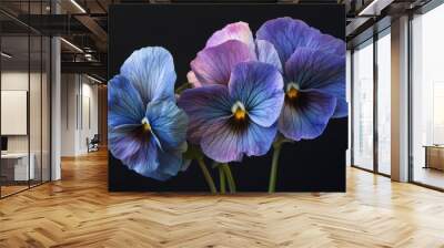 Three blue pansies with yellow centers, arranged in a cluster on a black background. Wall mural