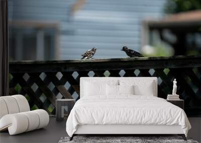 Closeup of two downy woodpecker birds perching on wooden balcony Wall mural