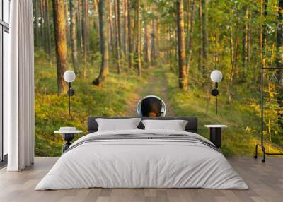 A man with headphones listens to calm music in nature Wall mural