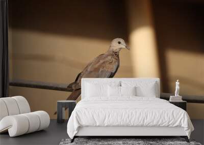 dove standing on electric wire Wall mural