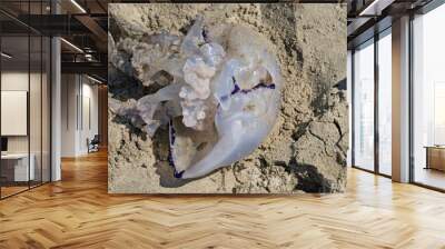 Barrel Jellyfish washed up on sandy beach. Rhizostoma pulmo. Wall mural